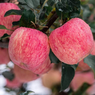 YUBAO 豫宝 灵宝苹果 单果80mm 15个 红礼盒