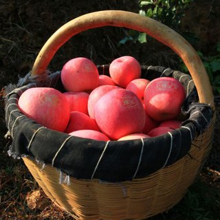 YUBAO 豫宝 灵宝苹果 单果80mm 15个 红礼盒
