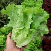 美外 蔬菜种子 四季播种家庭阳台盆栽庭院易种植番茄黄瓜辣椒茄子籽孑大全 耐抽苔生菜约3000粒一包