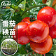 寿禾 番茄苗大红果西红柿带土蔬菜苗潍育系列大红果番茄苗12棵