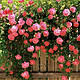 橦蔻蔷薇花种子爬藤月季玫瑰四季开花爬墙攀援庭院室内花卉盆栽植物 半斤混色