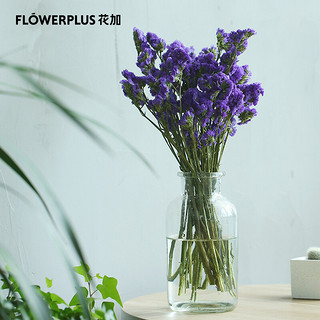 FlowerPlus 花加 勿忘我300G-随机色