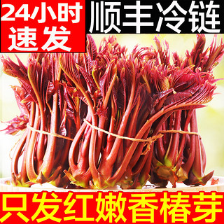 现货秒发香椿芽新鲜香春芽菜顺丰2023头茬香椿芽叶四川红油香椿头