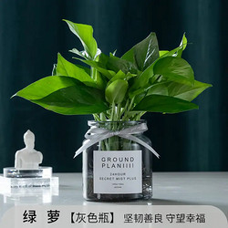 jinfeng 锦枫 绿萝+灰色瓶  两盆装 含盆
