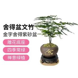 眷朵（JUANDUO）舍得文竹室内绿植桌面盆栽