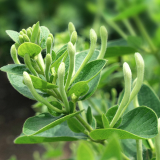 中广德盛 金银花茶