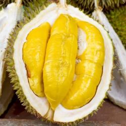 静益乐源 泰国进口甲仑榴莲  1个装3-4斤