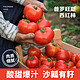 普罗旺斯西红柿新鲜现摘自然熟沙瓤番茄生吃蔬菜3斤/5斤怡养佳人