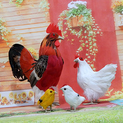 Max Factory 仿真公鸡模型羽毛家禽动物玩具工艺品摄影道具花母鸡模型超市摆件