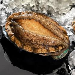 【省94元】雨林食味海鲜水产_鲍鱼带壳活冻鲍鱼 30-35头 2斤多少钱