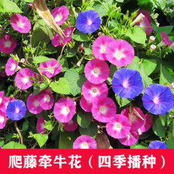 牵牛花种子喇叭花室外爬藤爬墙花卉四季播种开花盆栽易活花种籽孑