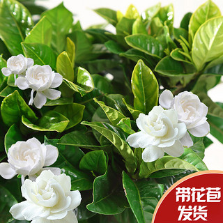 jinfeng 锦枫 栀子花盆栽 2盆