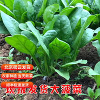 密之蓝天现摘现发 农家种植 时令蔬菜大菠菜500g 菠菜火锅食材叶菜类生鲜 500g