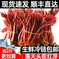 农大姐妹香椿 香椿芽 新鲜现摘头茬露天红油香椿芽 椿芽 1斤