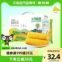 十月稻田 五常鲜食玉米