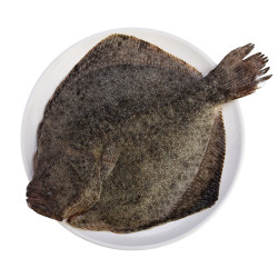 多宝鱼海鱼鲜活 4斤