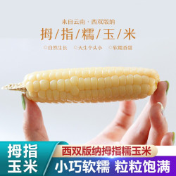HE YU XIAN 禾语鲜 西双版纳拇指小玉米 新鲜糯玉米蔬菜健康轻食 2斤装（约15-20根）