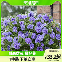 HONGYUE 虹越 重瓣矮牵牛盆栽苗阳台盆栽庭院花园耐寒多季开花爆盆易开花好养