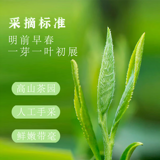 古阳河湖南老字号古丈毛尖2023绿茶新茶春茶特级散装正宗高山明前茶叶