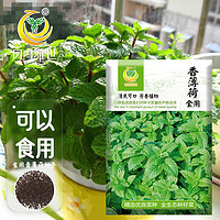 凤鸣雅世 食用香薄荷种子1000粒驱蚊虫四季农家薄荷盆栽可食用薄荷种孑