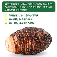 生鲜密语 广西荔浦芋头 新鲜现挖香芋 火锅食材 生鲜蔬菜 正宗荔浦芋2022年新货 3-5只 2.5kg