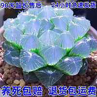 知根 高级稀有精品多肉植物蓝镜无暇玉露办公室桌面美观防辐射盆栽花卉