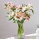PLUS会员：花点时间 设计花束鲜花 六出花20枝-单色随机