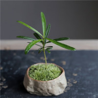 香昔庄园  海岛礁石罗汉松 带盆栽好