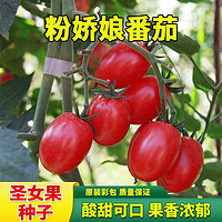 福顺德 圣女果种子番茄种 约100粒*1袋