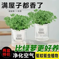 花瓶花艺上碰碰香一抹香香味盆栽浓香型绿植食用客厅阳台驱蚊驱虫 碰碰香2盆+吸水盆