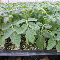 寿禾 shouhe 圣女果种子小西红柿小番茄苗温室大棚春季四季种菜蔬菜寿光菜 红美玉圣女果苗 6棵