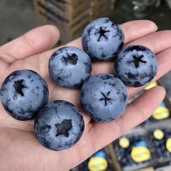 云南怡颗莓蓝莓125g/盒新鲜水果顺丰包邮