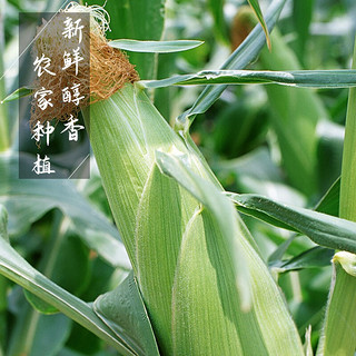 鲜指南 水果玉米 1.5kg