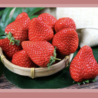 鲜姿 丹东99 红颜草莓 1.5kg
