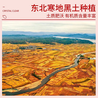 SHI YUE DAO TIAN 十月稻田 寒地之最 生态稻香米 5kg（东北大米 香米 5公斤）