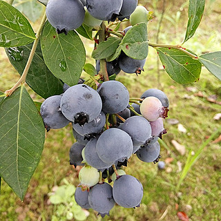美香农场 新鲜国产蓝莓 中果 125g*12盒