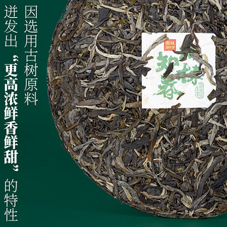 雨林古树茶 2023年春茶知春 云南头春古树普洱生茶饼357g