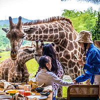 出乎意料的好玩！湖州长颈鹿庄园酒店 轻奢双床/野奢大床1晚套餐（双早+长颈鹿庄园入园+正餐8折优惠+竹林飞跃+网兜乐园游玩等）