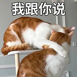 猫咪的美味盛宴，先从猫罐头开始，给毛孩子尽情享受~