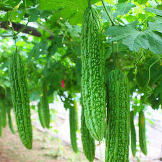 农大姐妹 苦瓜  新鲜蔬菜苦瓜 山东寿光火锅蔬菜直发 5斤