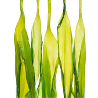 Muhai 目海 福建霞浦 头水鲜嫩海带苗 500g*3袋