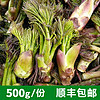 味小仙东北特产 新鲜刺嫩芽 刺老芽刺龙芽山野菜蔬菜 现摘1斤