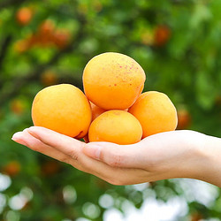 陕西金太阳大黄杏子 4.8-5斤