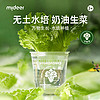 mideer 弥鹿 水培奶油生菜可食用