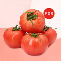 GREER 绿行者 红粉番茄 5斤大果 200-300g 单果