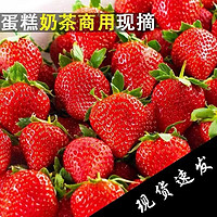 乡语小吖新鲜商用草莓 3斤 酸草莓 奶茶蛋糕夏季草莓在现摘烘焙水果 生鲜