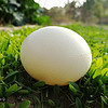 筱诺新鲜特大号鸵鸟蛋 食用鸸鹋蛋大蛋可食用鲜蛋 2.2-2.5斤