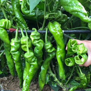 乡语小吖 陕西阎良螺丝辣椒3斤 新鲜蔬菜 现摘鲜辣椒 薄皮 皱皮青椒 生鲜