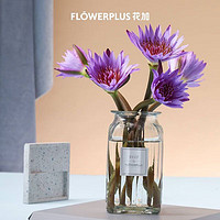 FlowerPlus 花加 紫色睡莲 10枝