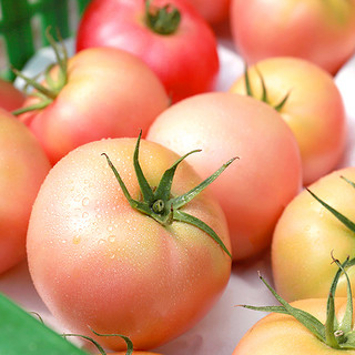 GREER 绿行者 青粉番茄 2.5kg